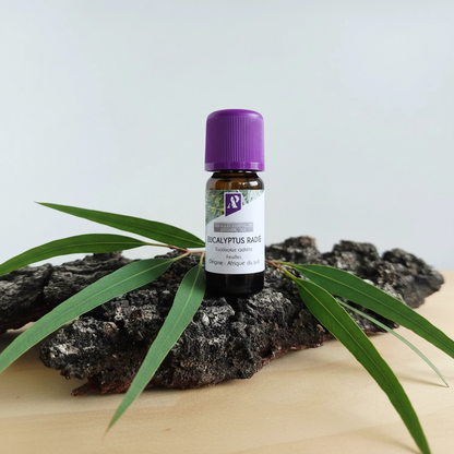 Huile essentielle d'Eucalyptus radié bio - 10 ml